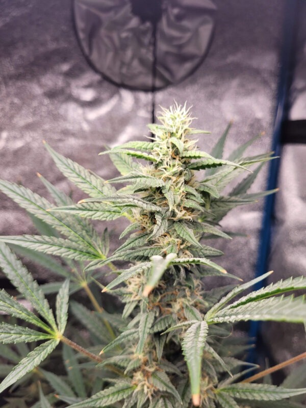 Growers Choice Brain Damage Samen
