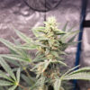 Growers Choice Braindamage Autoflower Samen – Bild 3