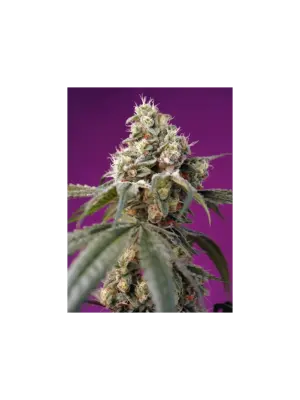 Sweet Seeds Bruce Banner Auto 5 Stk feminisiert Sweet Seeds Bruce Banner Auto 5 Stk feminisiert