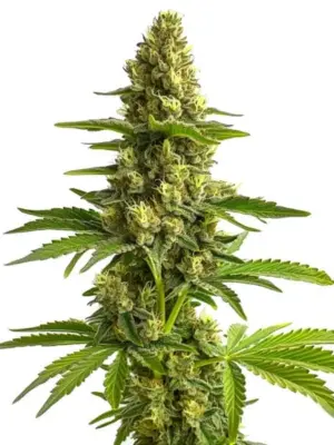 Blimburn Seeds Bruce Banner #3 3 Stk feminisiert