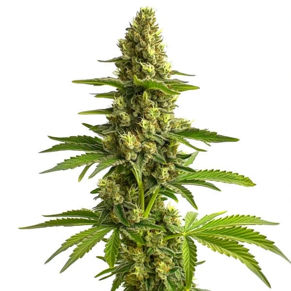 Blimburn Seeds Bruce Banner #3 3 Stk feminisiert