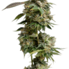 Growers Choice Bruce Banner Samen – Bild 4