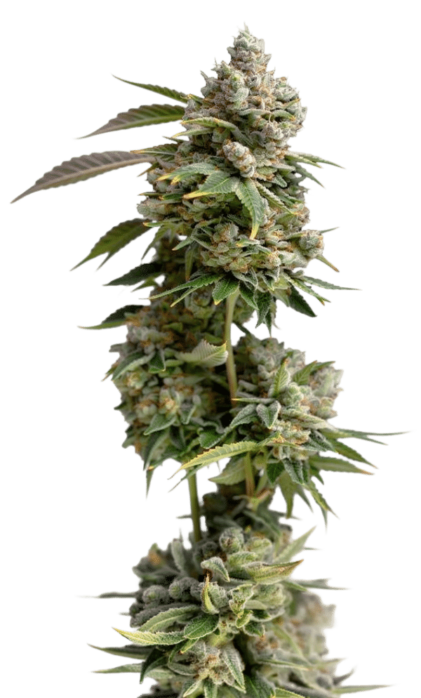 Growers Choice Bruce Banner Samen – Bild 4