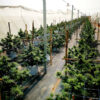 Growers Choice Bruce Banner Samen – Bild 2
