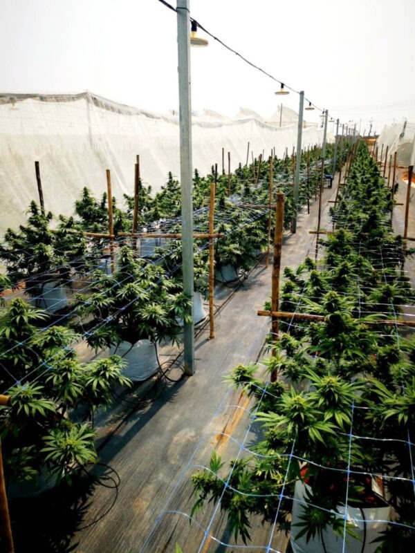 Growers Choice Bruce Banner Samen – Bild 2