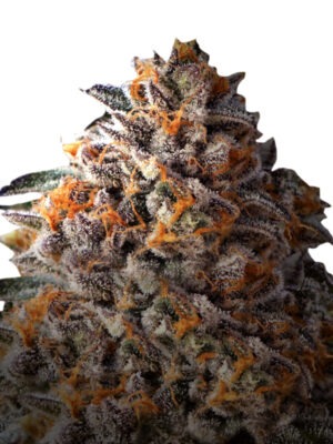 Growers Choice Bruce Banner Samen