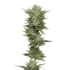 Growers Choice Bubblegum x Fat HOG Samen – Bild 5