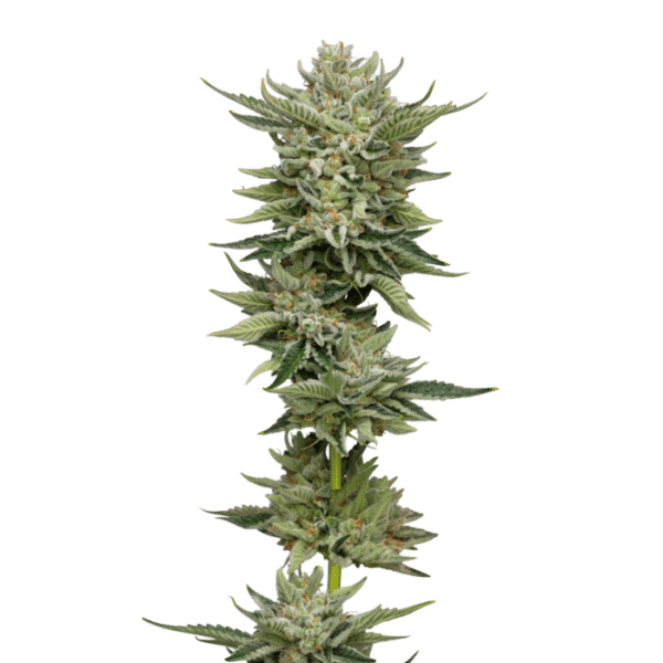Growers Choice Bubblegum x Fat HOG Samen – Bild 5