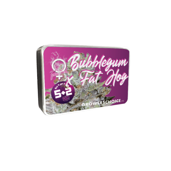 Growers Choice Bubblegum x Fat HOG Samen – Bild 4