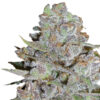 Growers Choice Bubblegum x Fat HOG Samen – Bild 2