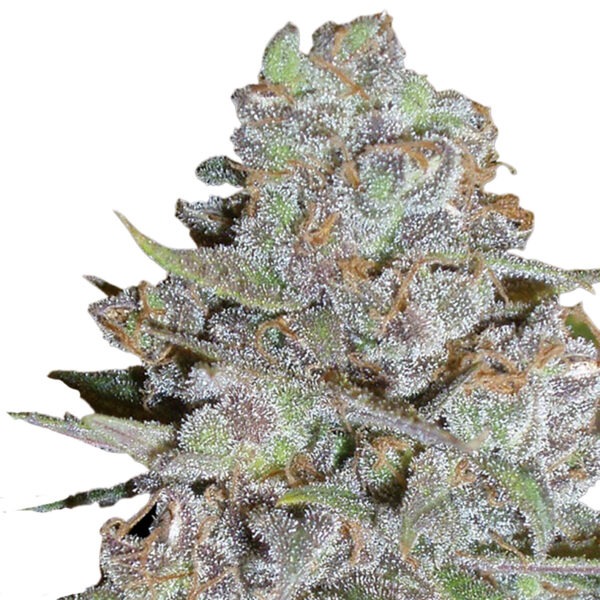 Growers Choice Bubblegum x Fat HOG Samen – Bild 2