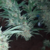Growers Choice Bubblegum x Fat HOG Samen – Bild 3