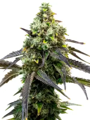 Blimburn Seeds Cafe Racer 3 Stk feminisiert