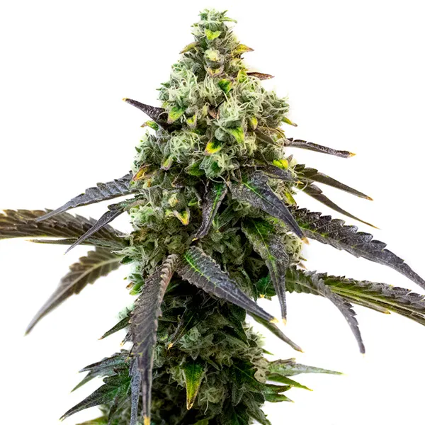 Blimburn Seeds Cafe Racer 3 Stk feminisiert