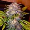 Delicious Seeds caramelo early version Samen