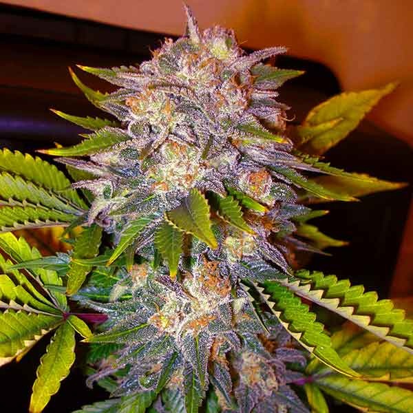 Delicious Seeds caramelo early version Samen
