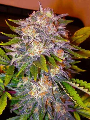 Delicious Seeds Caramelo Early Version 10 Stk feminisiert