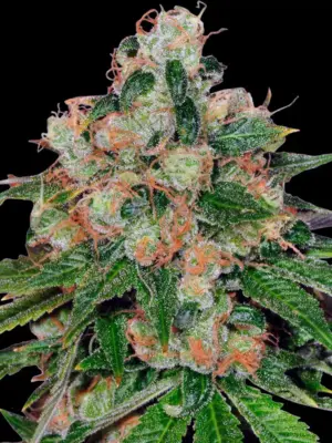 Barneys Farm CBD Caramel