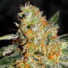 Delicious Seeds cbd jam Samen
