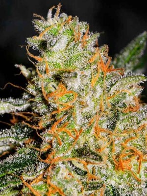 Delicious Seeds CBD Jam 5 Stk feminisiert Delicious Seeds CBD Jam 10 Stk feminisiert