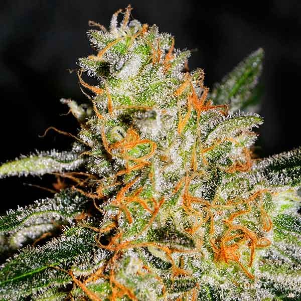 Delicious Seeds CBD Jam 10 Stk feminisiert