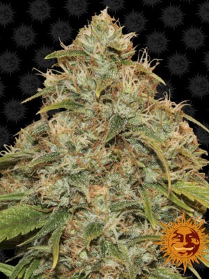 Barneys Farm CBD Lemon Potion Auto