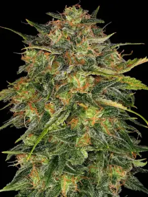 Barneys Farm Cheese