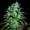 Delicious Seeds Chocobang 10 Stk feminisiert