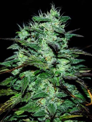 Delicious Seeds Chocobang 5 Stk feminisiert Delicious Seeds Chocobang 10 Stk feminisiert