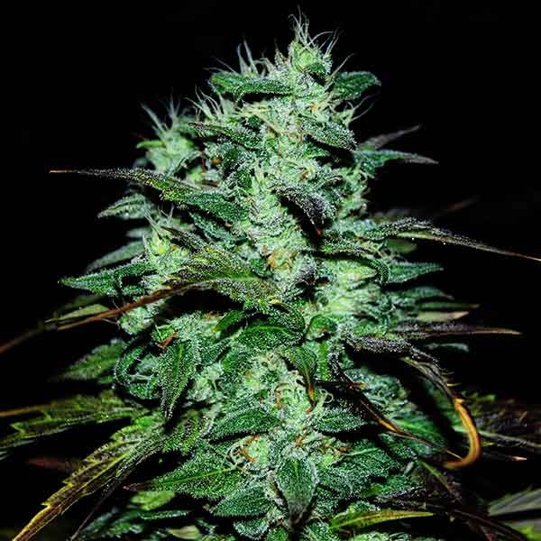 Delicious Seeds Chocobang 10 Stk feminisiert