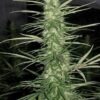 Ace Seeds congo semillas regulares Samen