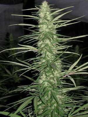 Ace Seeds congo semillas regulares Samen