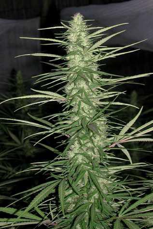 Ace Seeds congo semillas regulares Samen