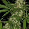 Ace Seeds congo semillas regulares Samen – Bild 3