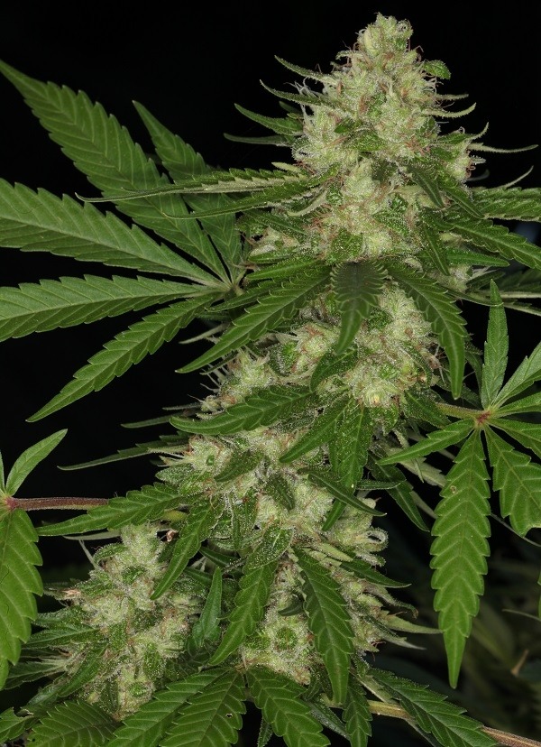 Ace Seeds congo semillas regulares Samen – Bild 3