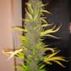 Ace Seeds congo semillas regulares Samen – Bild 2