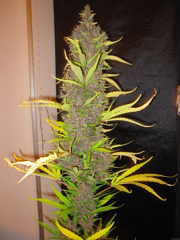 Ace Seeds congo semillas regulares Samen – Bild 2