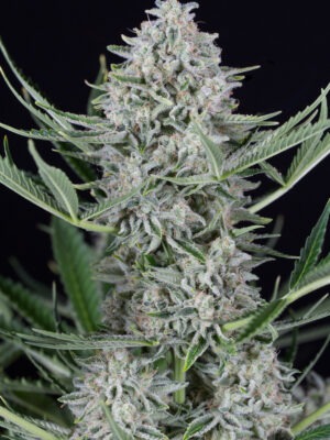 Dinafem Cookies Auto 10 Stk feminisiert Dinafem Cookies Auto 3 Stk feminisiert