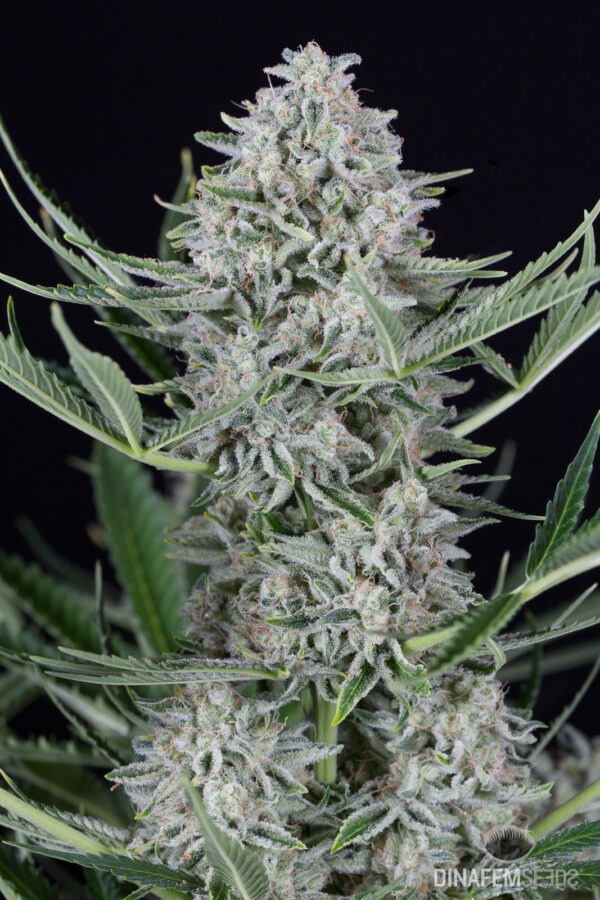 Dinafem Cookies Auto 3 Stk feminisiert