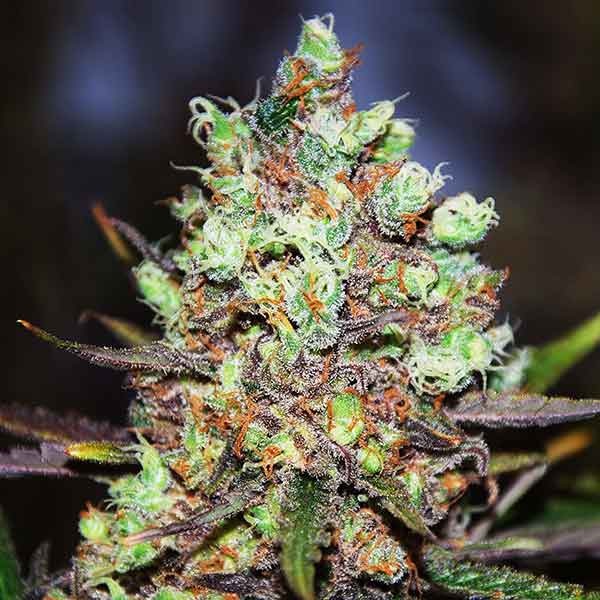 Delicious Seeds cotton candy kush Samen
