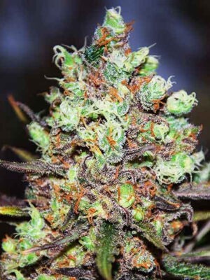 Delicious Seeds Cotton Candy Kush 3 Stk feminisiert Delicious Seeds Cotton Candy Kush 10 Stk feminisiert