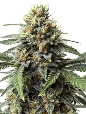 Blimburn Seeds cr Samen