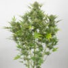 Dinafem critical cheese autoflowering Samen – Bild 3
