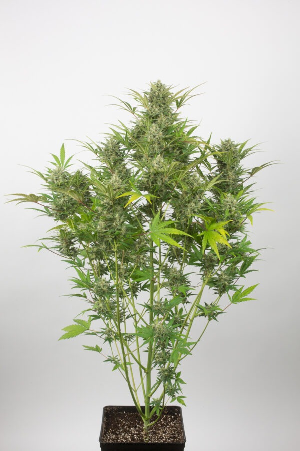 Dinafem critical cheese autoflowering Samen – Bild 3