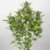 Dinafem critical cheese autoflowering Samen – Bild 4