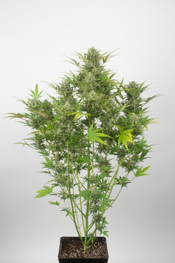 Dinafem critical cheese autoflowering Samen – Bild 4