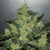 Delicious Seeds critical jack herer auto Samen
