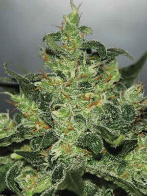 Delicious Seeds Critical Jack Herer Auto 10 Stk feminisiert