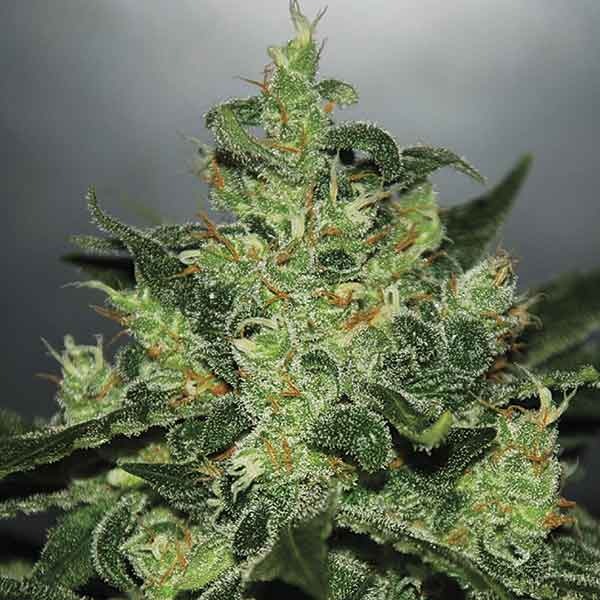 Delicious Seeds Critical Jack Herer Auto 10 Stk feminisiert