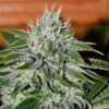 Delicious Seeds critical jack herer Samen